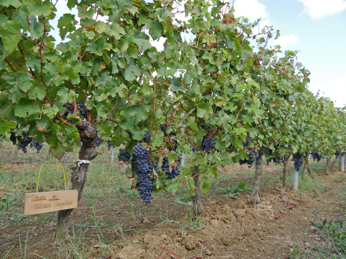 Виноградник на урожай